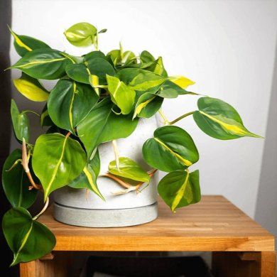 Philodendron Brazil PL