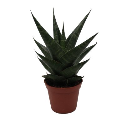 Sansevieria Hybrid Kabuto 8Cm Pot