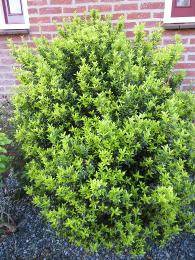 Euonymus Japonicus Green Spire PL
