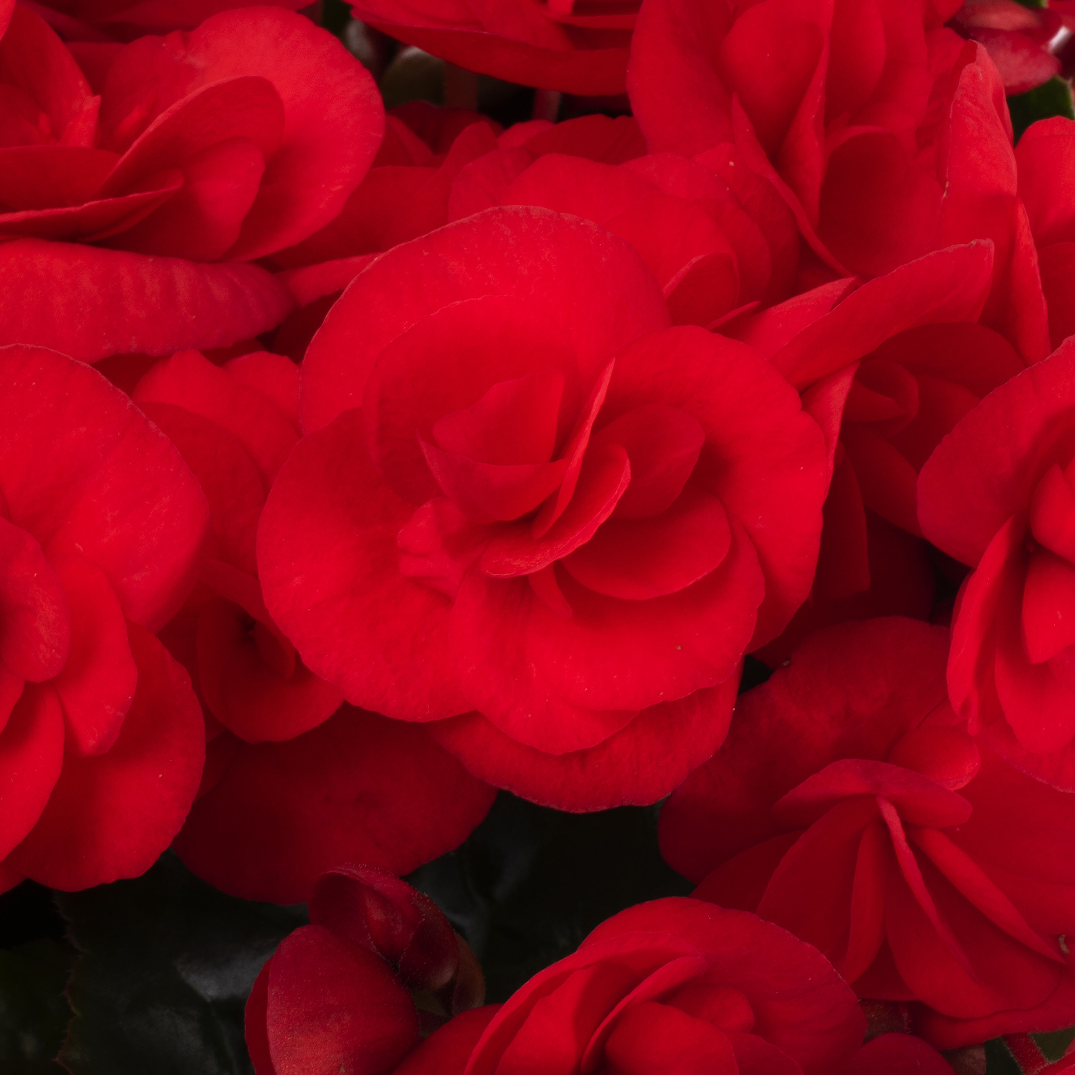 Sweeties Red Closeup