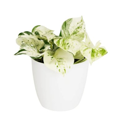 Epipremnum Happy Leaf