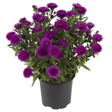 Aster Victoria Emma PL