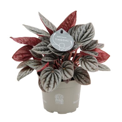 Peperomia Caracas 12Cm 5Inch