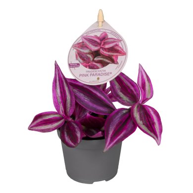 Tradescantia Pink Paradise 6Cm 2Inch With Label
