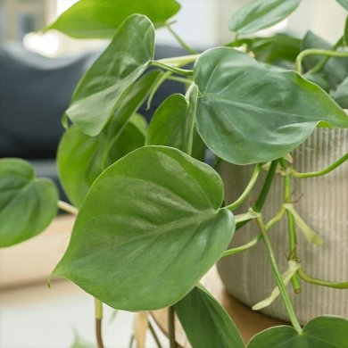 Philodendron Scandens BL