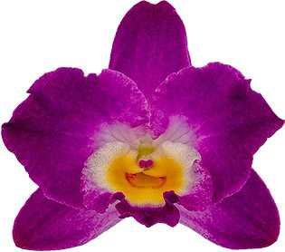 Comet King Akatsuki Flower