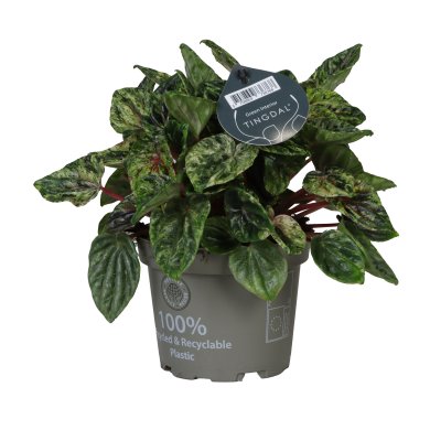 Peperomia Buenos Aires 12Cm 5Inch