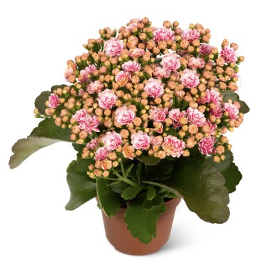 Don Alano Intense PL