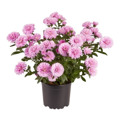 Aster Victoria Daniellla PL