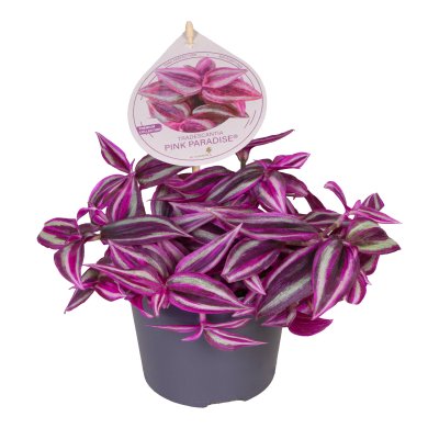Tradescantia Pink Paradise 12Cm 5Inch With Label