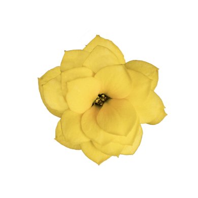 Don Amarillo BL