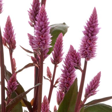 Celocia Spicata Wild Pink Closeup