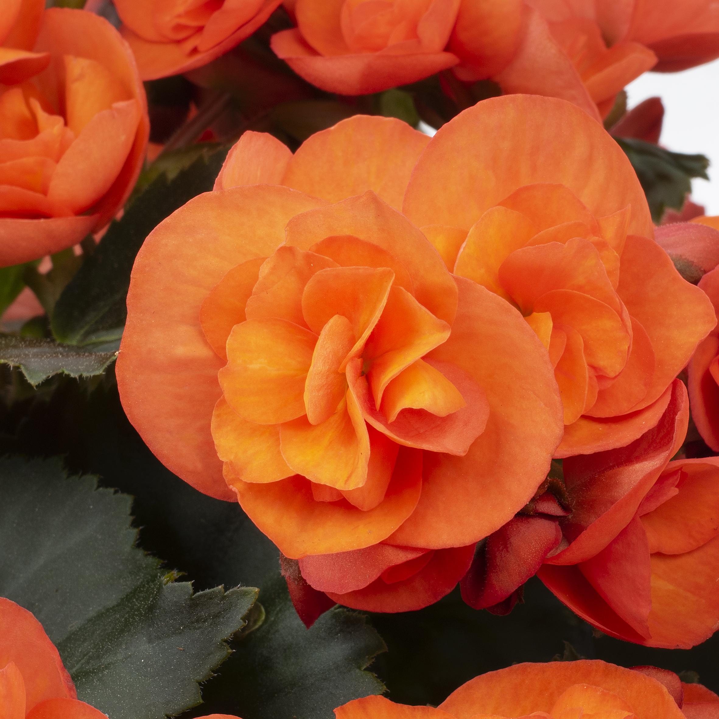 Sweeties Orange Closeup