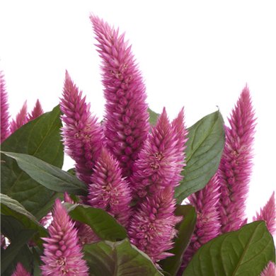 Celocia Spicata Merida Pink Improved Closeup