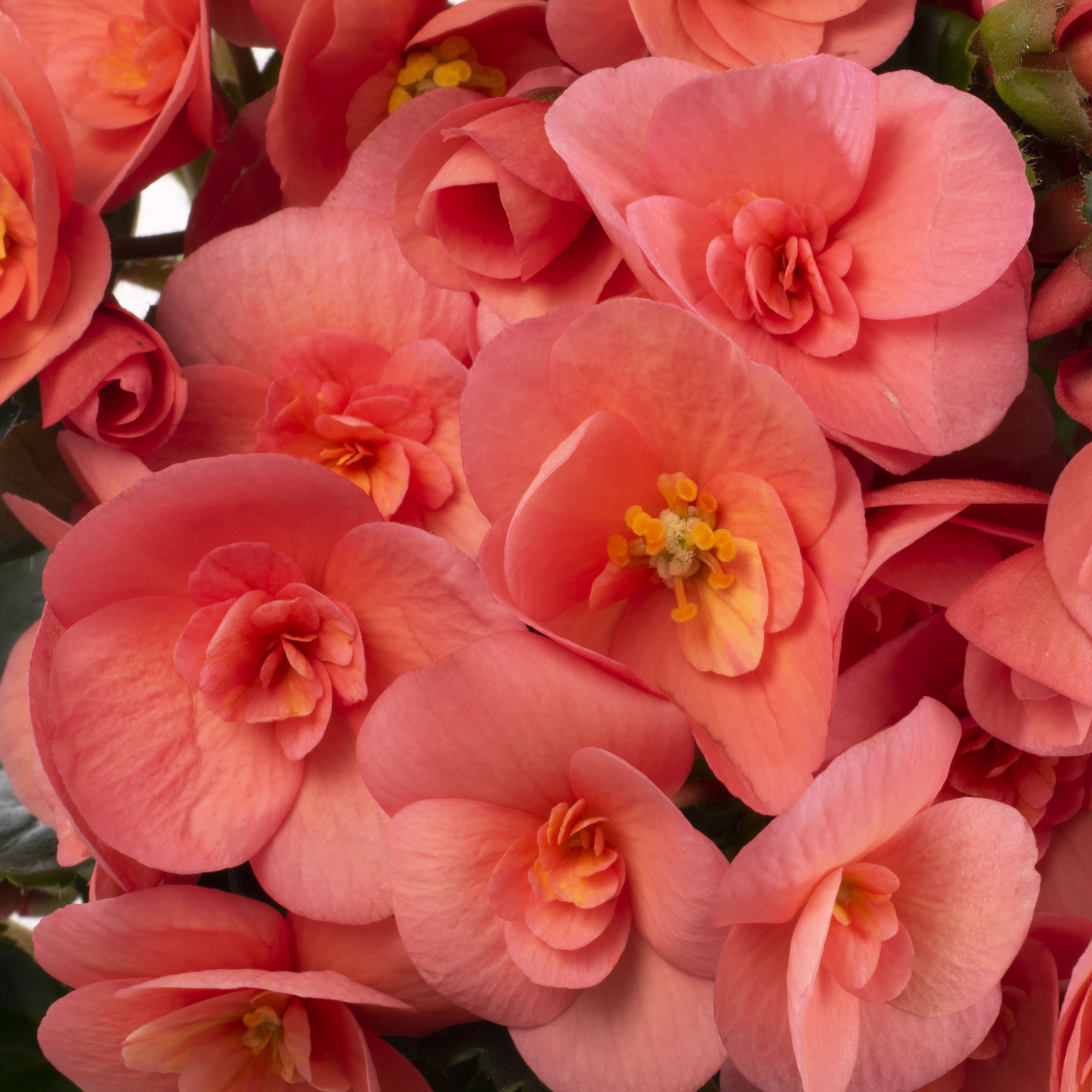 Sweeties Salmon Closeup