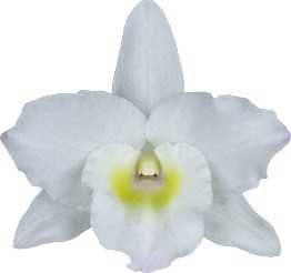 Spring Dream Apollon Flower